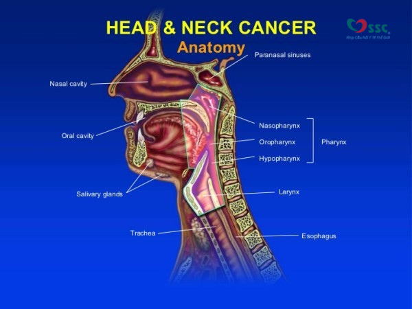 5 loại ung thư đầu và cổ